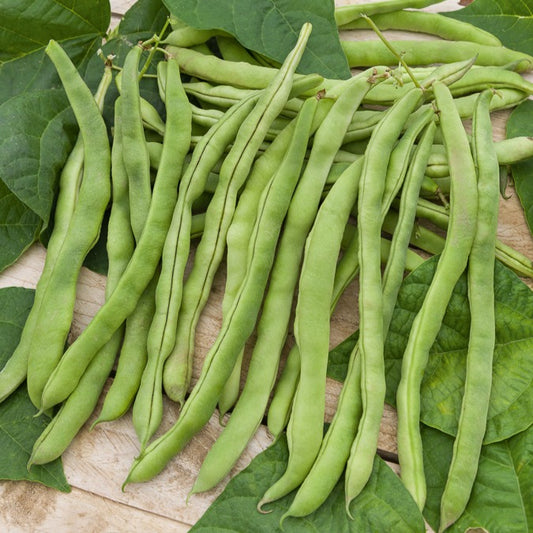 Stangenbohne Neckarkönigin - Bakker