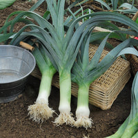 Lauch Electra - Allium porrum electra (obtention clause) - Bakker
