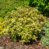 Verkauf Stachelblättrige Duftblüte Goshiki Tricolor - Osmanthus heterophyllus Goshiki