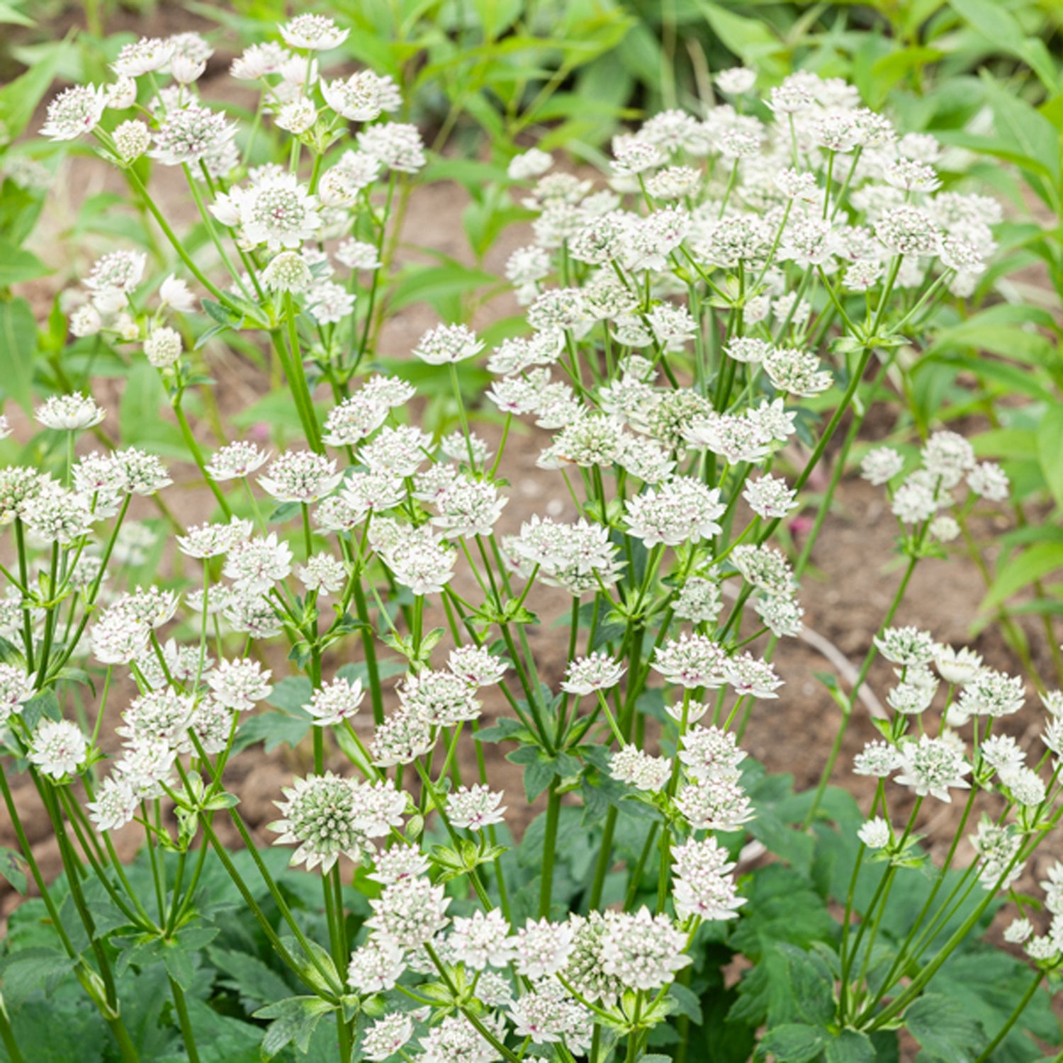 Astrantia