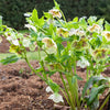 Christrose White Lady Spotted - Bakker