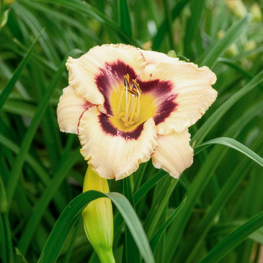 Taglilie 'Canadian Border Patrol' - Bakker