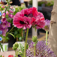 Orientalischer Mohn Harlem - Papaver harlem - Gartenpflanzen