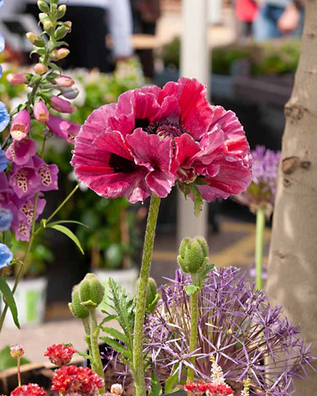 Orientalischer Mohn Harlem - Papaver harlem - Gartenpflanzen