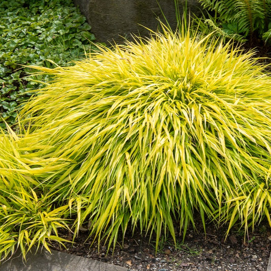 Japanisches Goldberggras All Gold - Bakker