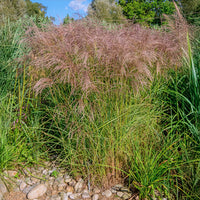 Miscanthus - Miscanthus - Chinaschilf Flamingo - Miscanthus sinensis flamingo