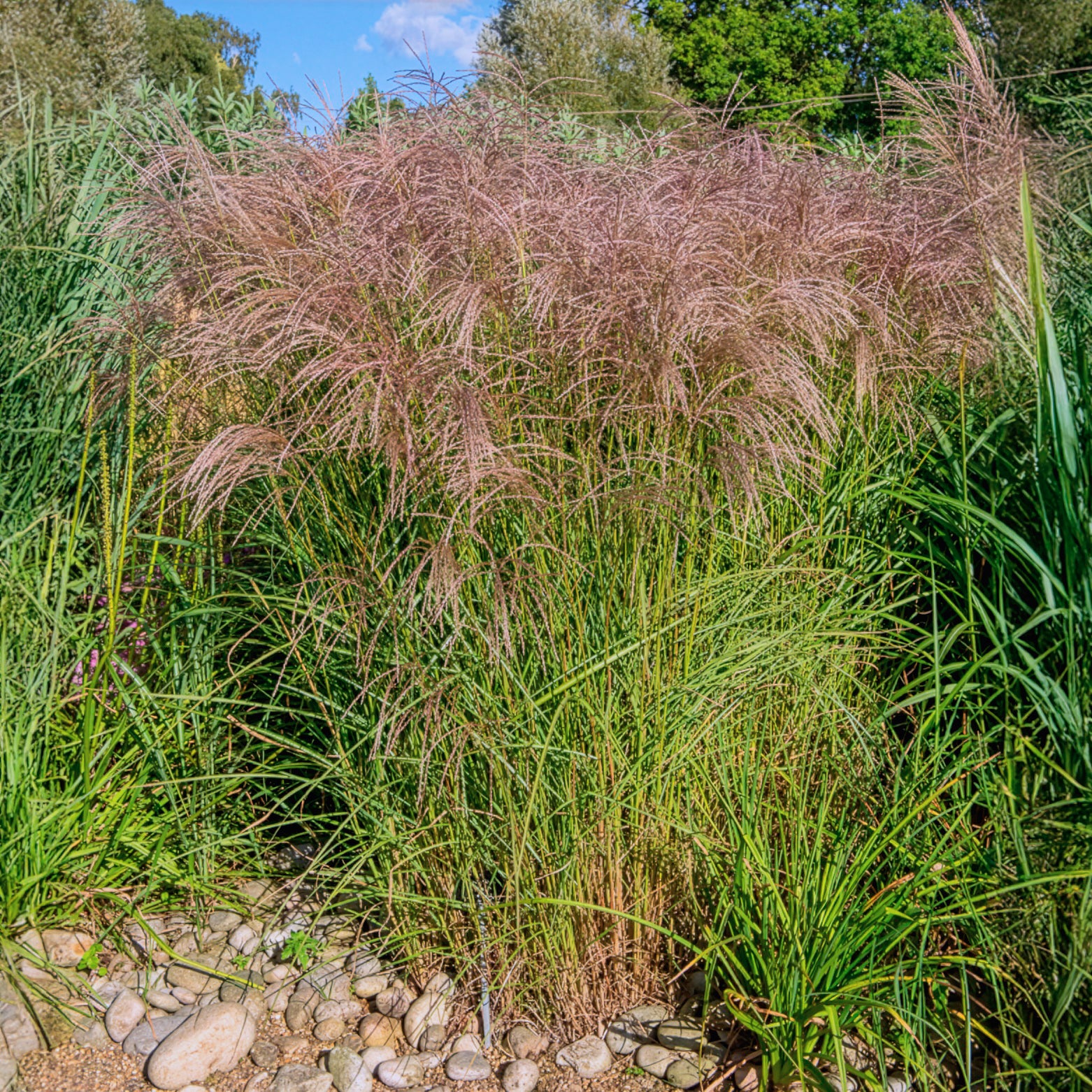 Miscanthus - Miscanthus - Chinaschilf Flamingo - Miscanthus sinensis flamingo
