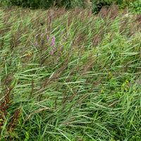 Phragmites australis - Gewöhnliches Schilfrohr - Uferpflanzen