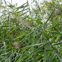 Uferpflanzen - Gewöhnliches Schilfrohr - Phragmites australis