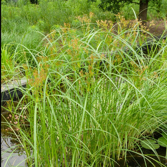 Wohlriechende Erdmandel - Bakker