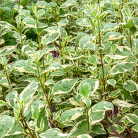 Cornus alba elegantissima - Weißer Hartriegel Elegantissima - Sträucher