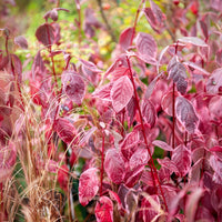 Sträucher - Weißer Hartriegel Elegantissima - Cornus alba elegantissima