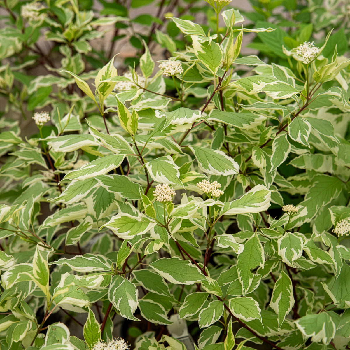 Verkauf Weißer Hartriegel Elegantissima
