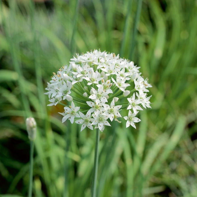 Kräutersammlung #2 - Collection de 6 aromatiques - Gemüsegarten