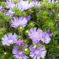 Amerikanisches Kornblume Mels Blue - Stokesia laevis Mels blue - Bakker