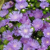 Amerikanisches Kornblume Mels Blue - Bakker