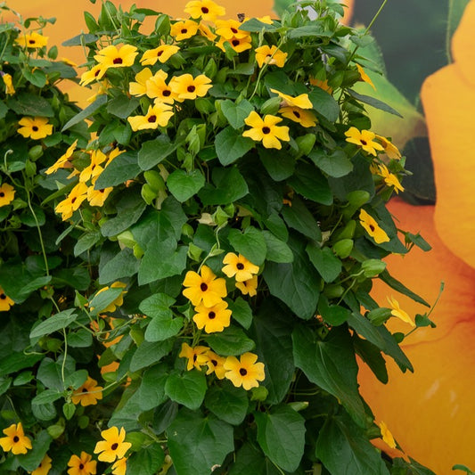 Schwarzäugige Susanne - Bakker