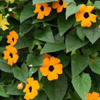 Terrassen- und Balkonpflanzen für Töpfe und Balkonkästen - Schwarzäugige Susanne 'Orange' - Thunbergia alata Sunny Susy®