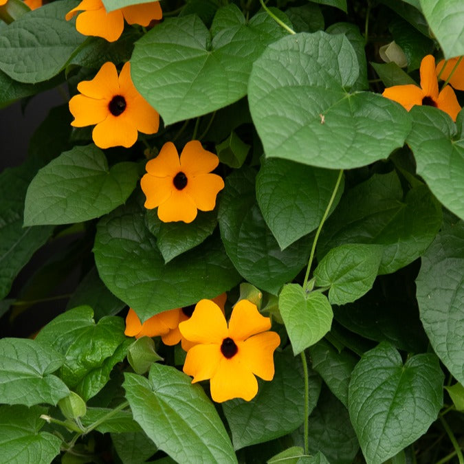 Schwarzäugige Susanne 'Orange' - Thunbergia alata Sunny Susy® - Bakker