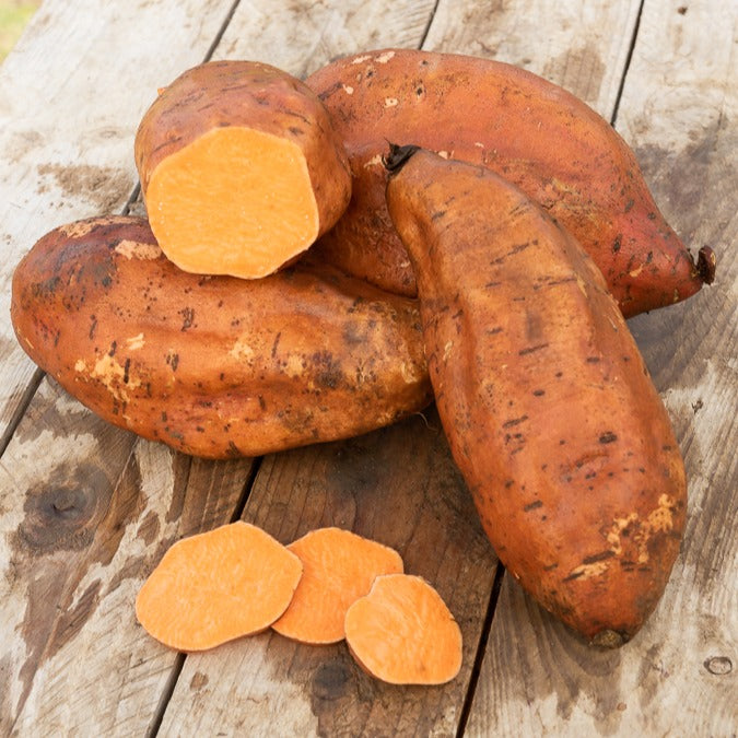 Süßkartoffel - Ipomoea batatas - Bakker