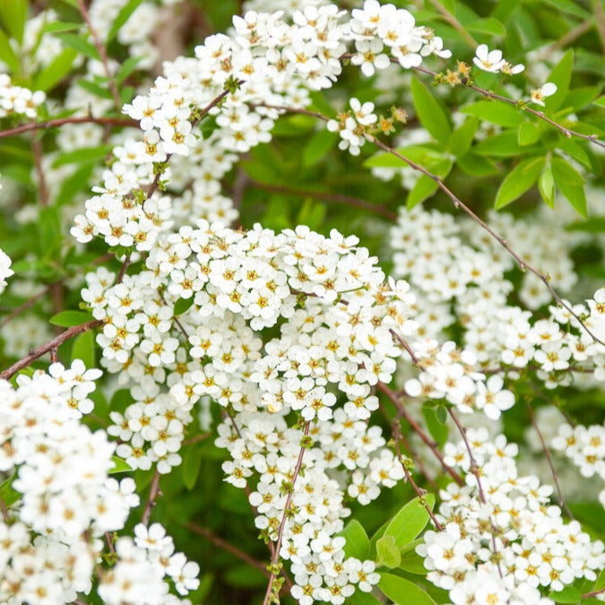 Spiraea - Spierstrauch arguta - Spiraea arguta
