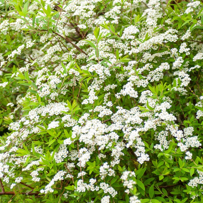 Spiraea arguta - Spierstrauch arguta - Spiraea