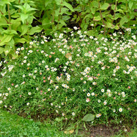 Spanisches Gänseblümchen Profusion