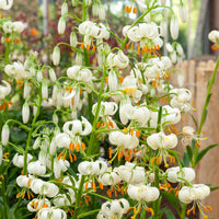 Weiße Lilie - 'Snowy Morning' - Lilium 'snowy morning' - Blumenzwiebeln