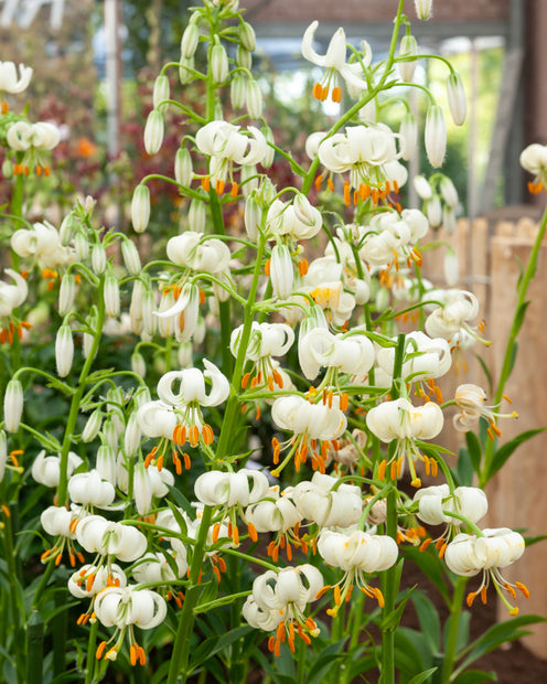 Weiße Lilie - 'Snowy Morning' - Lilium 'snowy morning' - Blumenzwiebeln