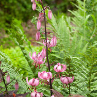 Lilie - 'Pink Morning' - Lilium 'pink morning' - Blumenzwiebeln