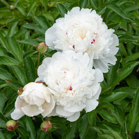 Pfingstrose 'Festiva Maxima' - Paeonia lactiflora 'festiva maxima' - Gartenpflanzen