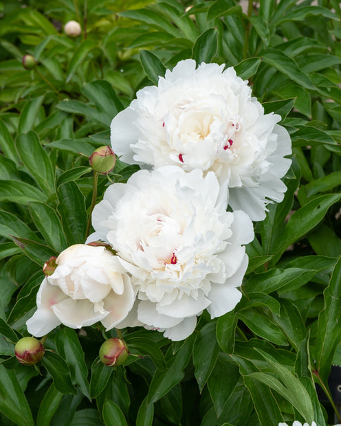 Pfingstrose 'Festiva Maxima' - Paeonia lactiflora 'festiva maxima' - Gartenpflanzen