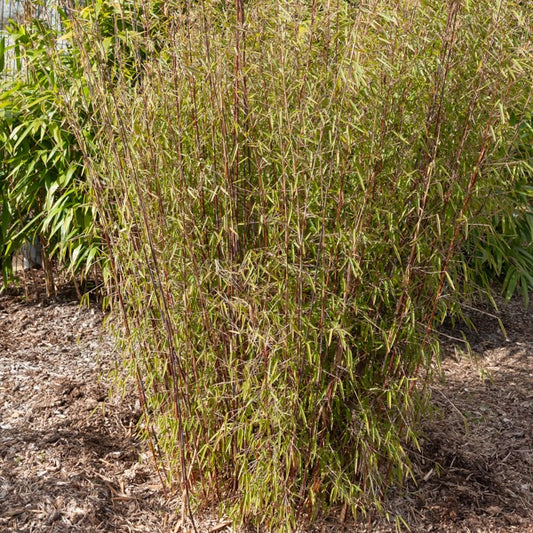 Bambus 'Jiuzhaigou' - Bakker