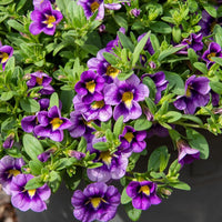 Verkauf Zauberglöckchen Bumble Bee (x3) - Calibrachoa Cabaret® Bumble Bee