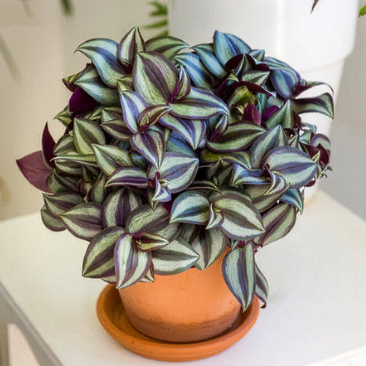 Zebrakraut - Tradescantia zebrina - Bakker