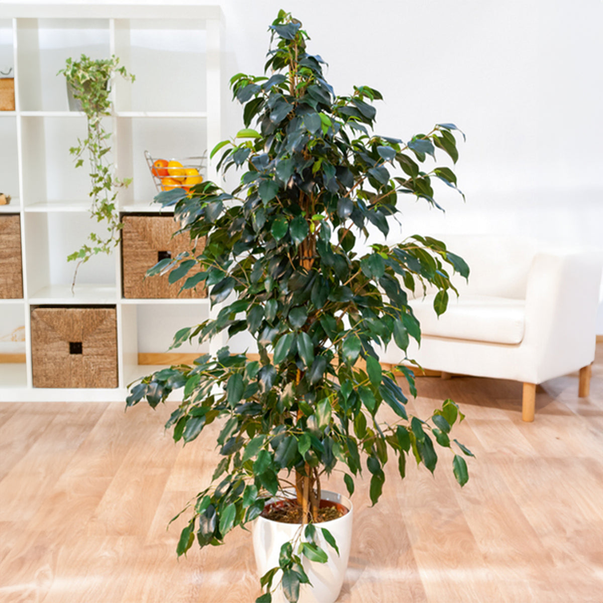 Birkenfeige 'Danielle' - Ficus benjamina Danielle - Bakker