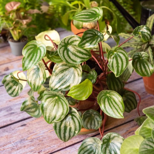 Silbernes Peperomia - Peperomia argyreia