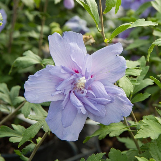 Hibiscus Blue Chiffon - Hibiscus Syriacus Blue Chiffon - Sträucher