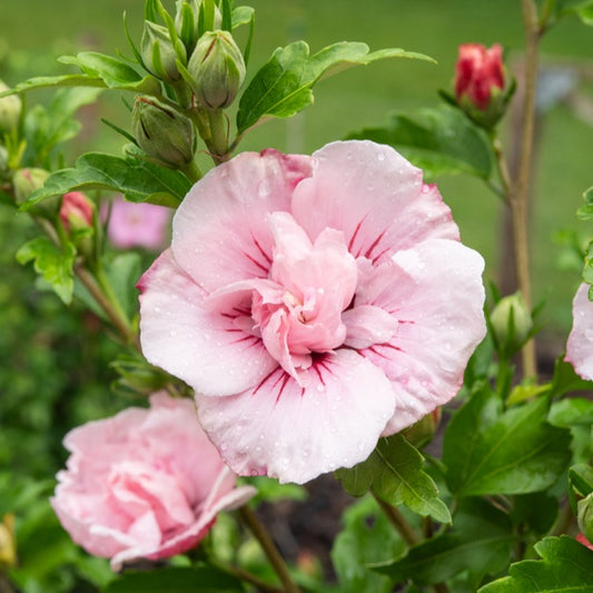Hibiscus Pink Chiffon - Bakker