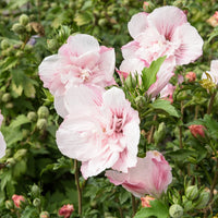 Verkauf Hibiscus Pink Chiffon - Hibiscus Syriacus Pink Chiffon