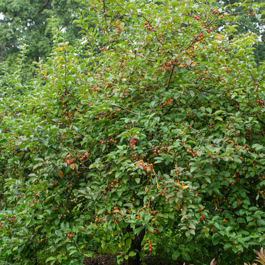 Zierapfelbaum Evereste Perpetu - Malus Evereste Perpetu - Gartenpflanzen