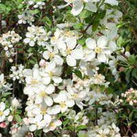 Malus Evereste Perpetu - Zierapfelbaum Evereste Perpetu - Zierapfel