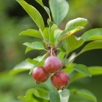 Verkauf Zierapfelbaum Evereste Perpetu - Malus Evereste Perpetu