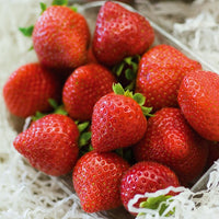 Erdbeer-Pflanze 'Charlotte'