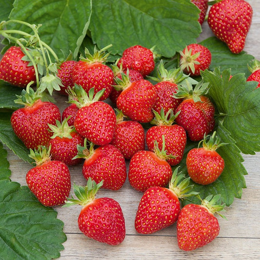 Erdbeer-Pflanze 'Rubis Des Jardins'