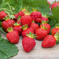 Erdbeer-Pflanze 'Rubis Des Jardins'