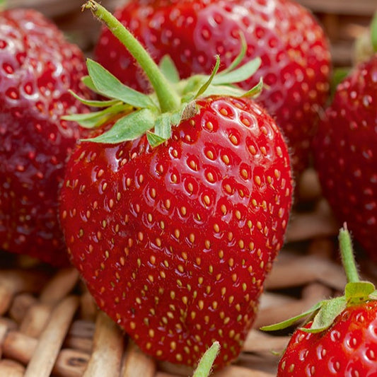Erdbeer-Pflanze 'Cirafine'