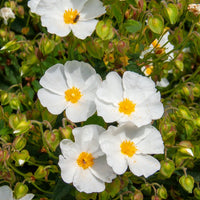 Verkauf Cistus des Corbières - Cistus corbariensis