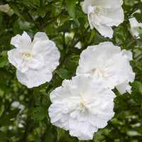 Hibiskus White Chiffon - Bakker