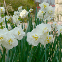 5 Narzissen 'Cheerfulness' - Bakker